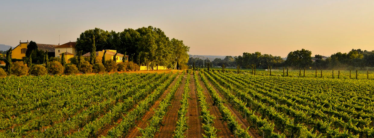 D.O. Penedès