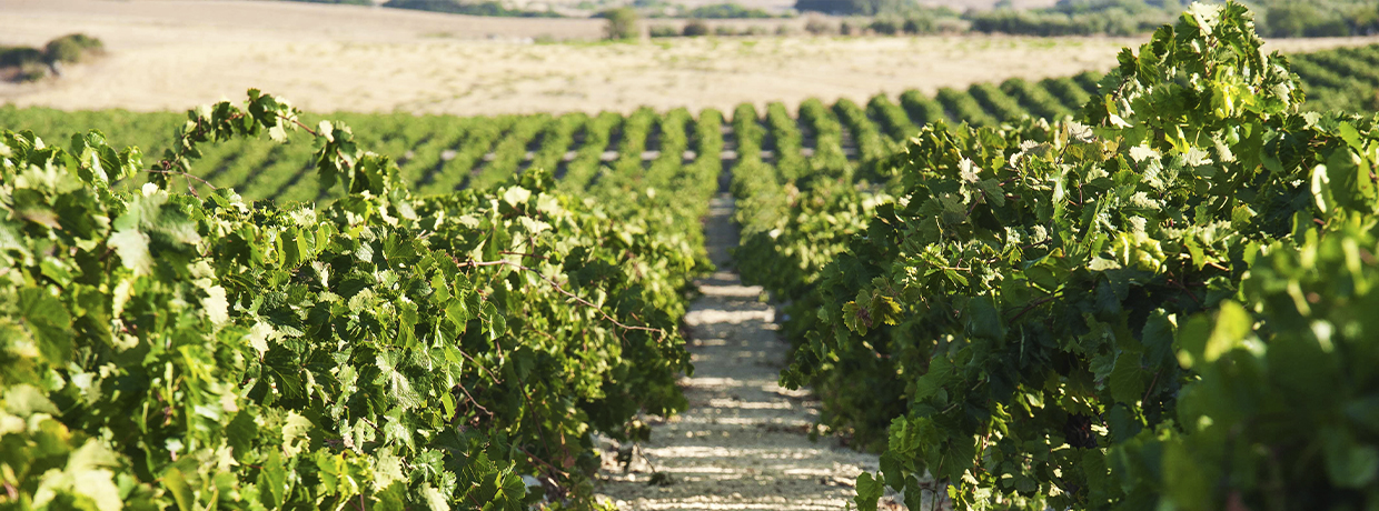 D.O. Manzanilla-Sanlúcar de Barrameda